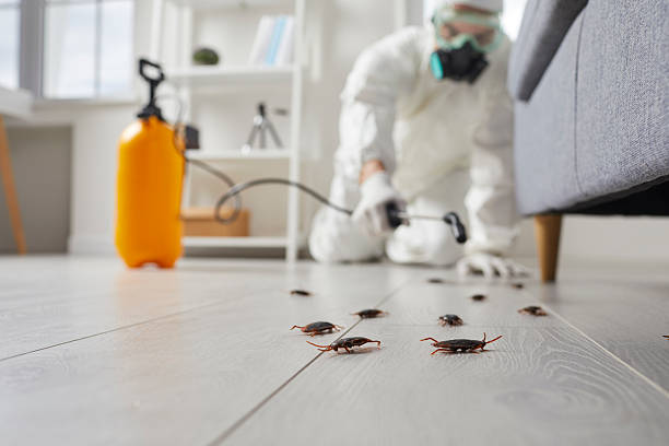 Post-Treatment Bed Bug Interceptor Monitoring in Mansura